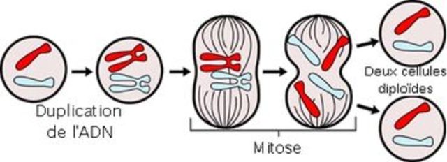 Matthias Jacob Schleiden.