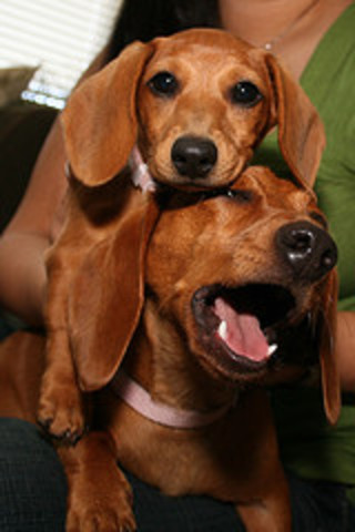 My Dacshund puppies