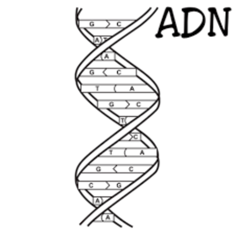 modelo de la doble hélice del ADN