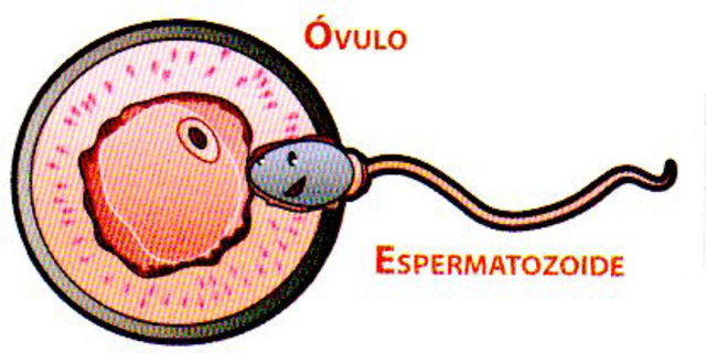 Ovulo y espermatozoide (1827)
