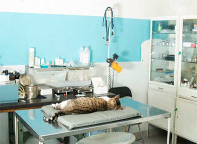 Veterinary Clinic