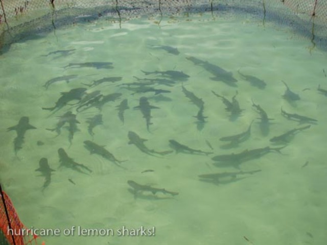 Caught my first Shark