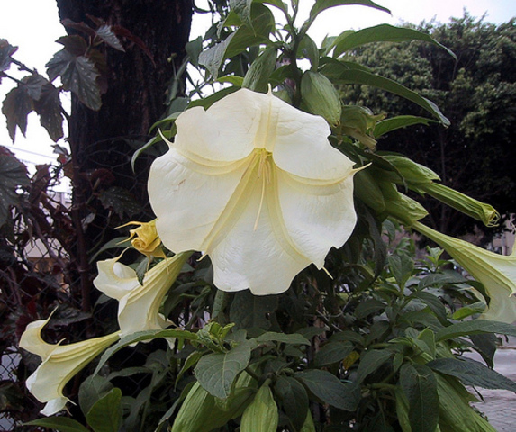 PLANTAS VISIONARIAS.