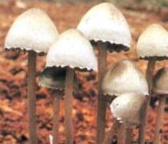 LAS DROGAS A TRAVÉS DE LA HISTORIA