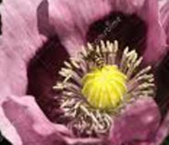 Amapola Del Opio  Depresora