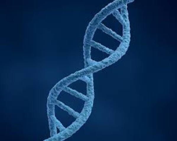 DNA Structure Discovered