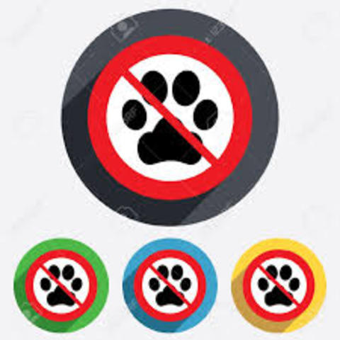 In the year 2035 I will not have any kind of pet