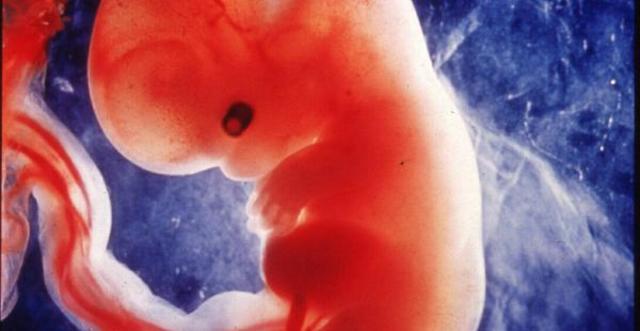 Se desarrollan los primeros embriones humanos clonados maduros, cultivan y cosechan celulas madre de ambriones apartir de ellos