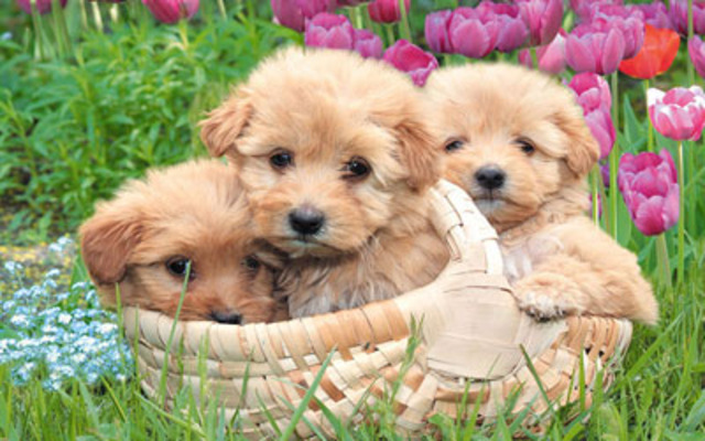 READING COMPREHENSION