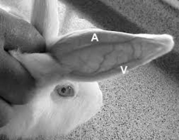 1665 Publicación sobre el empleo del microscopio