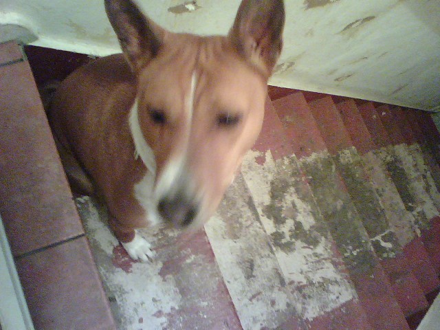 I got my first dog Apollo.