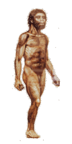 HOMO ERECTUS