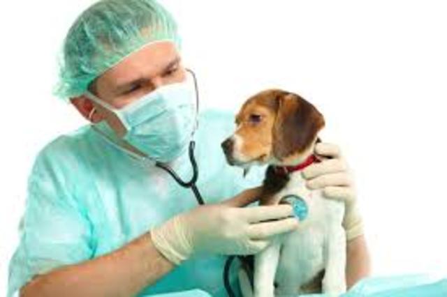 HACER LA CARRERA DE VETERINARIA