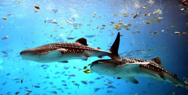 PROTOCOLO RELATIVO A LA CONTAMINACIÓN PROCEDENTE DE FUENTES Y ACTIVIDADES TERRESTRES DEL CONVENIO PARA LA PROTECCIÓN Y EL DESARROLLO DEL MEDIO MARINO DE LA REGIÓN DEL GRAN CARIBE