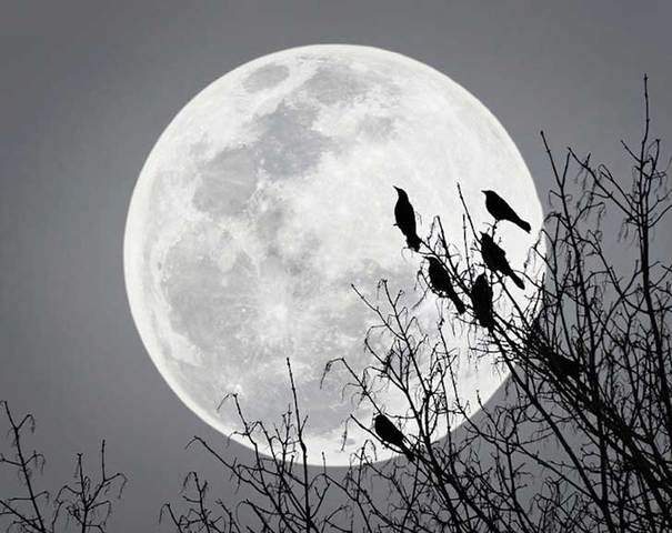 la luna es el unico cuerpo