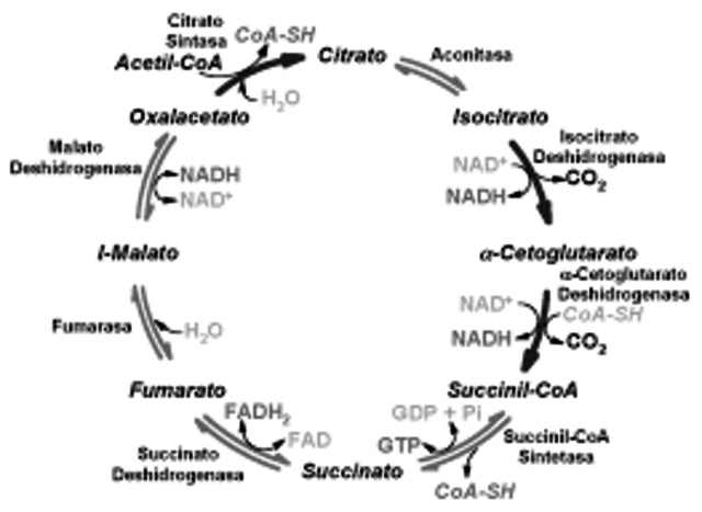 Albert Szent-Györgyi de Nagyrápolt