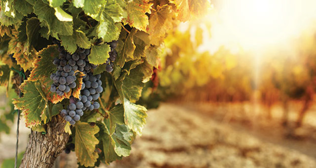 First Successful Grape Harvest