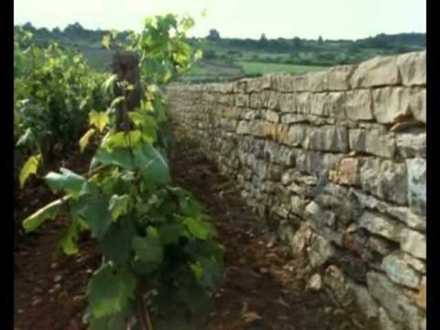 The Discovery of Wine