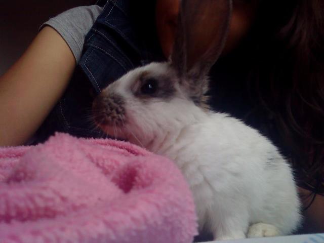 Mi primer conejo.