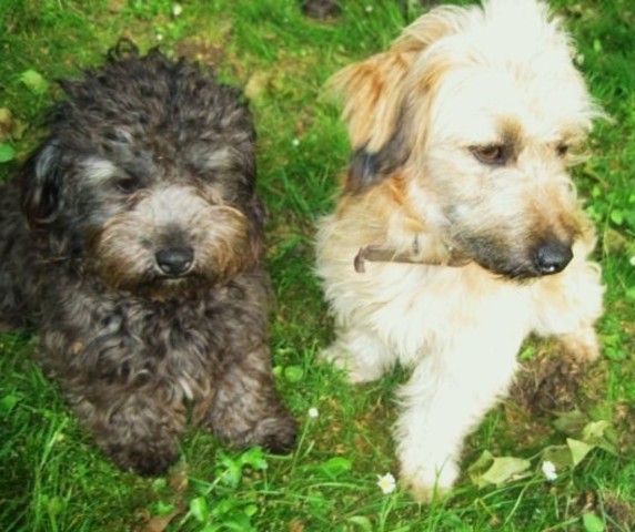 Conclui mi educación Primaria