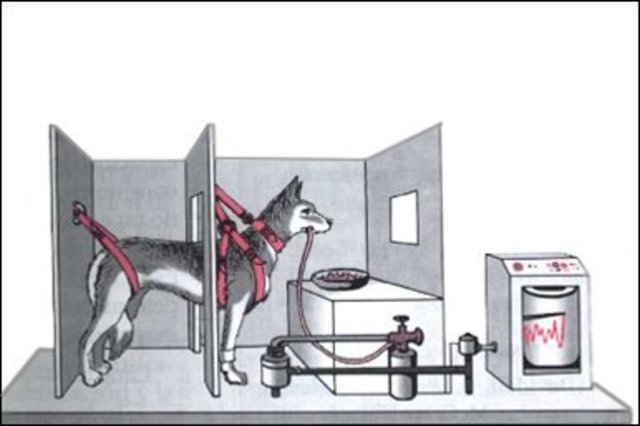 Estudios clásicos de aprendizaje animal.