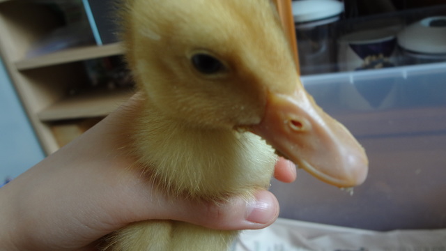 Started raising my duck Daffodil