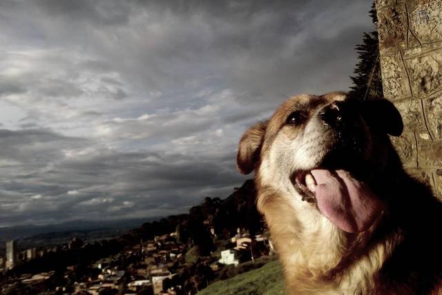 Nuevo compañero (perro)