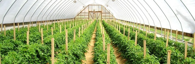 Ingeniería en agronomía