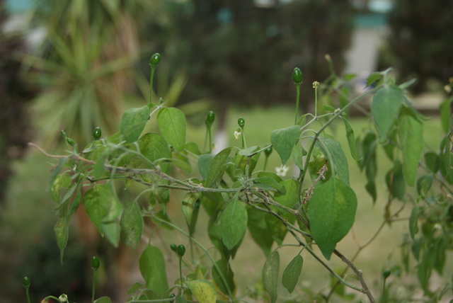 Maestría en Ciencias en Producción Agrícola