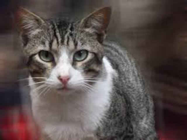 el dia que gato llego a la vida de andres