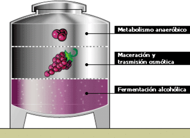 Proceso de fermentación.