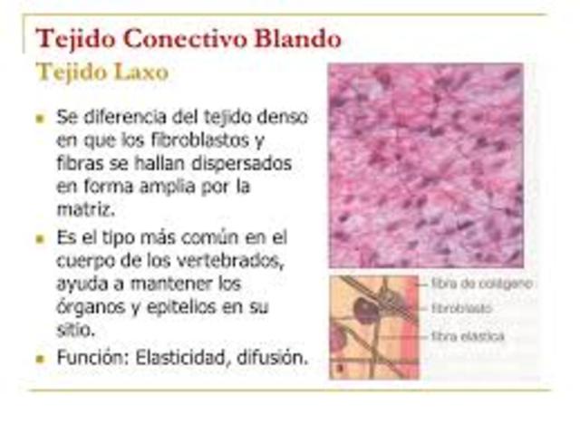 constitución del tejido conectivo laxo