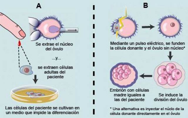 avances en tecnologia para formacion de tejido conectivo laxo