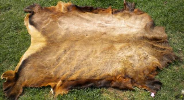 Los habitantes de la antigua Mesopotamia utilizaban el tanino.