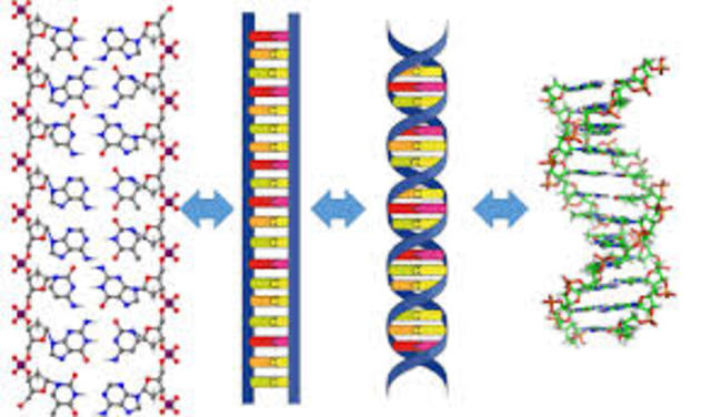 Análisis molecular del ADN