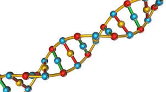 Doble hélice del ADN