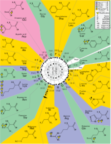 Descubrimiento del Código Genético