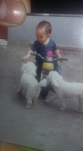 Mis primeras mascotas