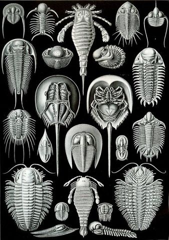 Ernest Haeckel