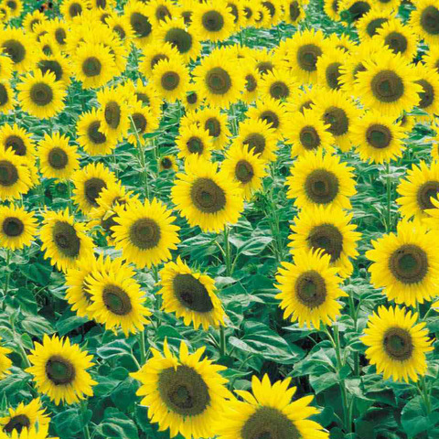 Cambiar junto con el campo