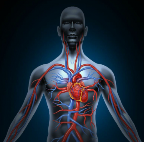 Circulación de la Sangre.