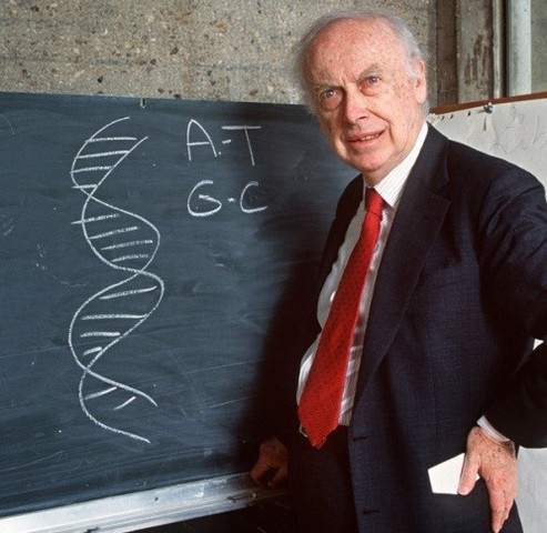 1953. d.C.- Investigación del genoma humano