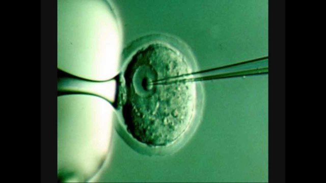 2007d.C- Avances en el campo de la clonación.