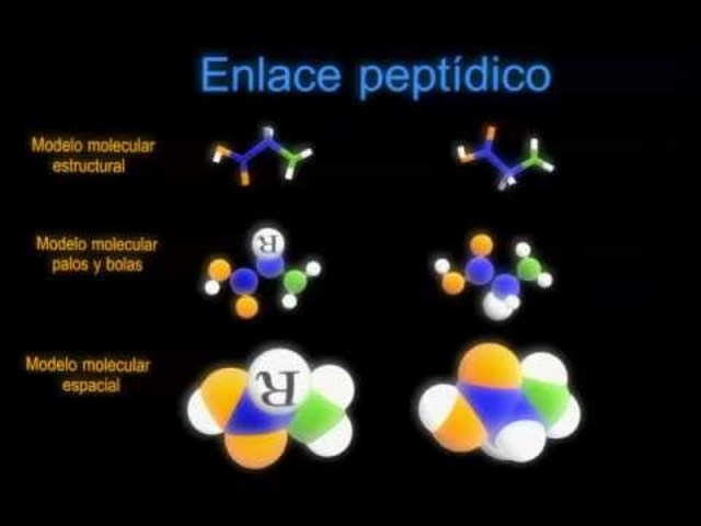 Descubrimiento del enlace peptídico.