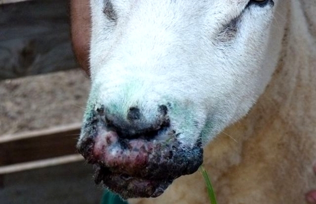 Aparición de nuevos serotipos de lengua azul ovina en la enzootia del norte de Europa