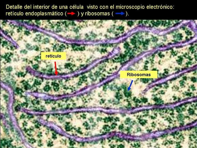Descobriment del Reticle endoplasmàtic