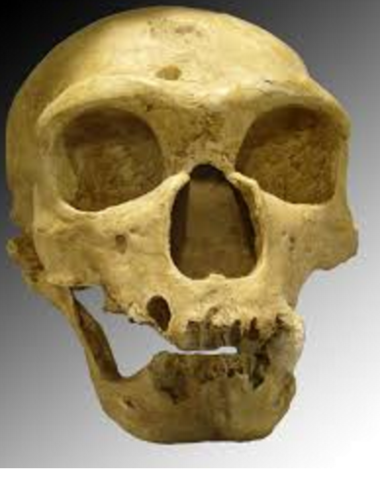 First Fossil Discovered