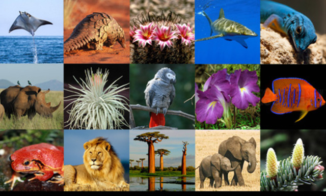 ECOESTRATEGIA (CITES)