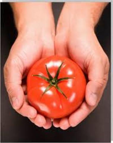 REGLAMENTO DE PROTECCIÓN A LOS DERECHOS DE LOS OBTENTORES DE VARIEDADES VEGETALES. CARTAGENA.