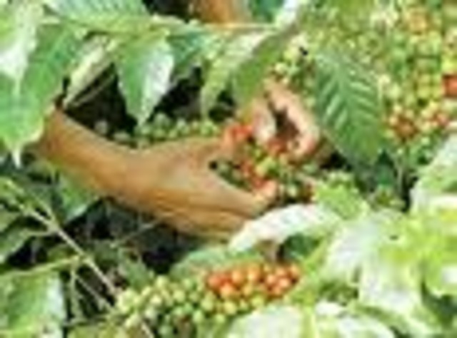 Resureccion del Cafe Colombiano